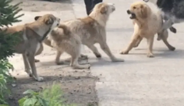 He went back to town to get angry. A bunch of pups came to stop the robbery