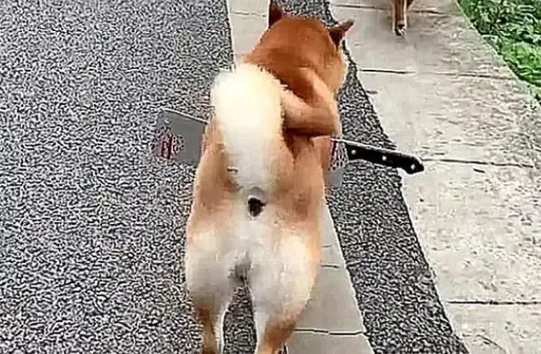The dog had a knife in his belly and thought he was hurt