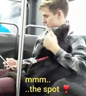 The dog took the bus out on his own, and it went red