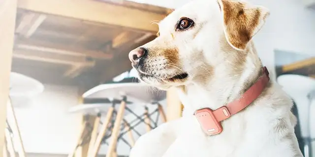 Wang wants to say sorry. How do we minimize the risk of dog bites
