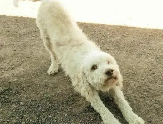 When the country dog ran on the grass, it turned its milky hair green, spinach dog