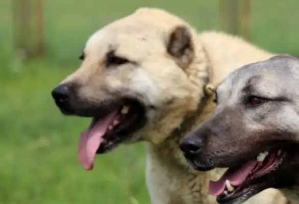 He's a ferocious man, Kangal