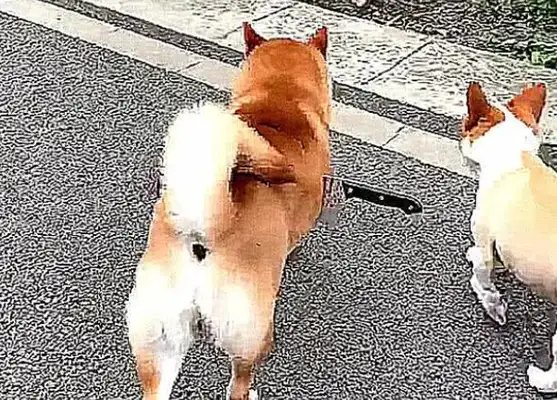 The dog had a knife in his belly and thought he was hurt