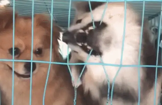 The dog tried to break the cage and almost broke his teeth