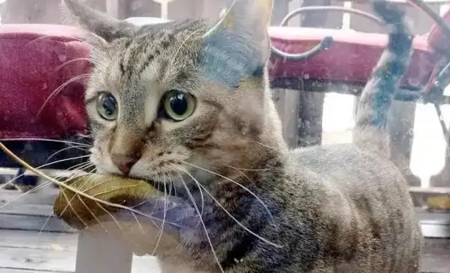 I suspect I'm not raising a cat, but a dog: the cat's taking something