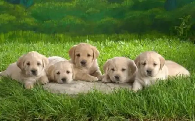 There's a hot boy on the dog's list, and the blond is not number one