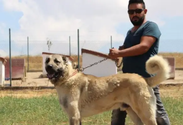 He's a ferocious man, Kangal