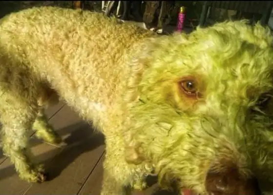 When the country dog ran on the grass, it turned its milky hair green, spinach dog