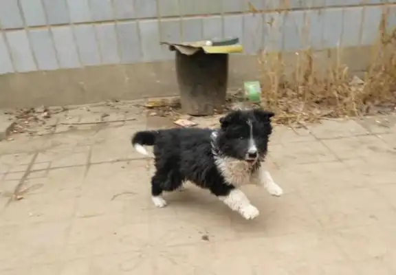 The dog was thrown out on the street, the girl was brought home, and Mom had to talk to her