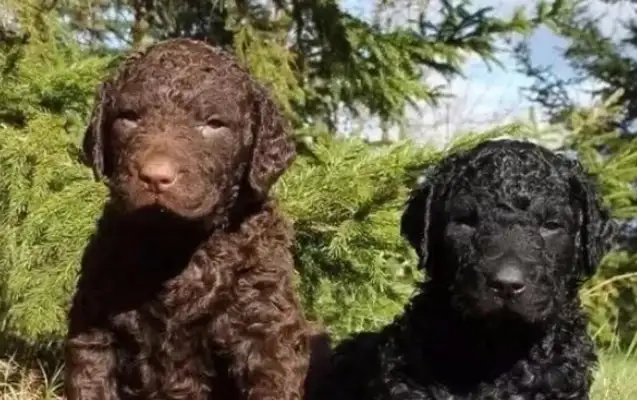 In the United States, the bulldog bits are out of date, and a sheep-headed dog is the first