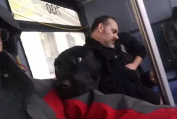The dog took the bus out on his own, and it went red