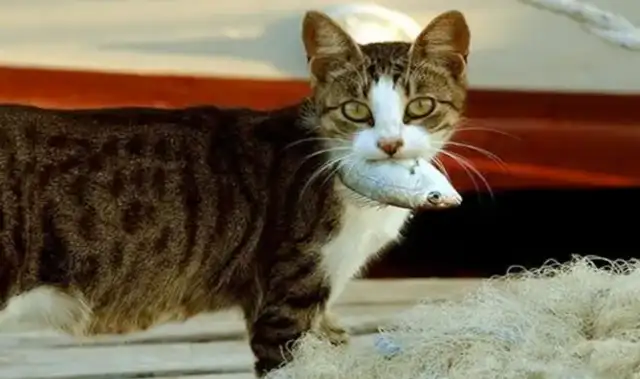 I suspect I'm not raising a cat, but a dog: the cat's taking something