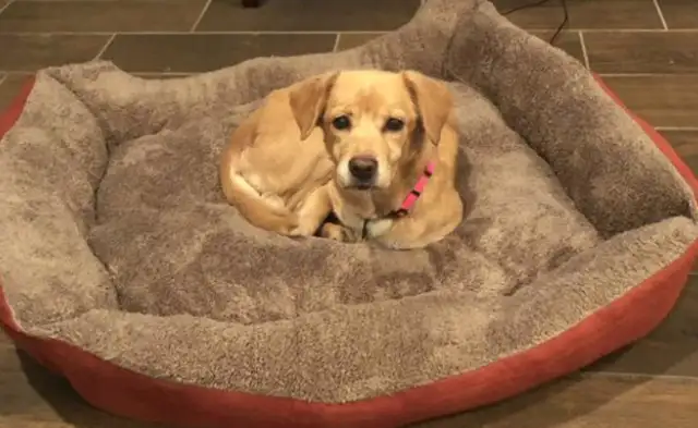 Open your eyes in the morning and there's a dog in the house! Look at your dog