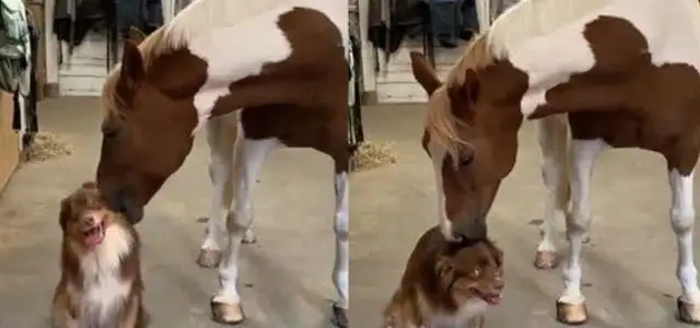 Cross-racial friendship between a horse and a dog: touched by a horse's head, a shepherd's dog is so happy to laugh