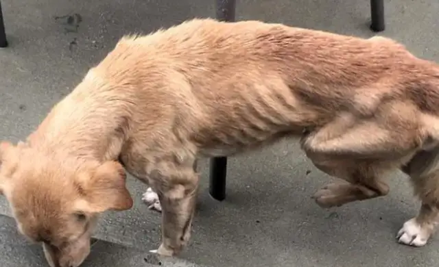 Open your eyes in the morning and there's a dog in the house! Look at your dog