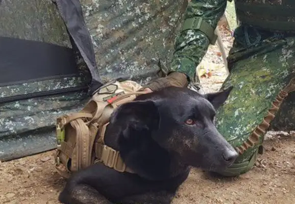 They'll be adopted back to the army from soft shrimp to brave dogs