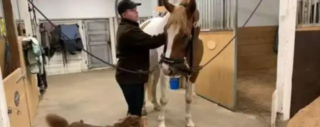 Cross-racial friendship between a horse and a dog: touched by a horse's head, a shepherd's dog is so happy to laugh