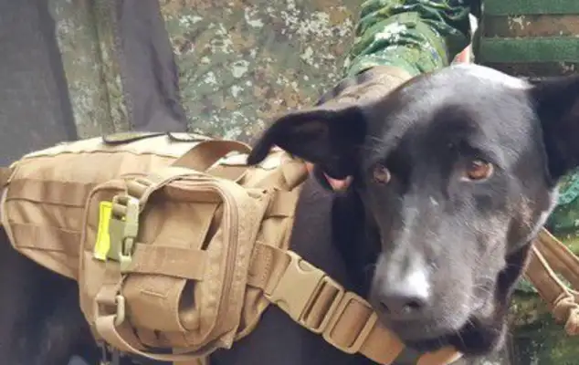 They'll be adopted back to the army from soft shrimp to brave dogs