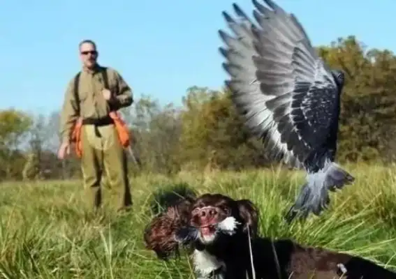 In the United States, the bulldog bits are out of date, and a sheep-headed dog is the first