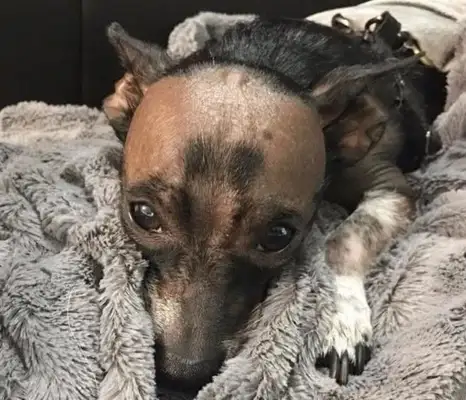 Dogs are born bald and abandoned, super-hot Brother Wang is sick, dog: not alone with you