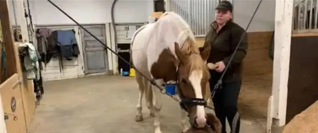 Cross-racial friendship between a horse and a dog: touched by a horse's head, a shepherd's dog is so happy to laugh