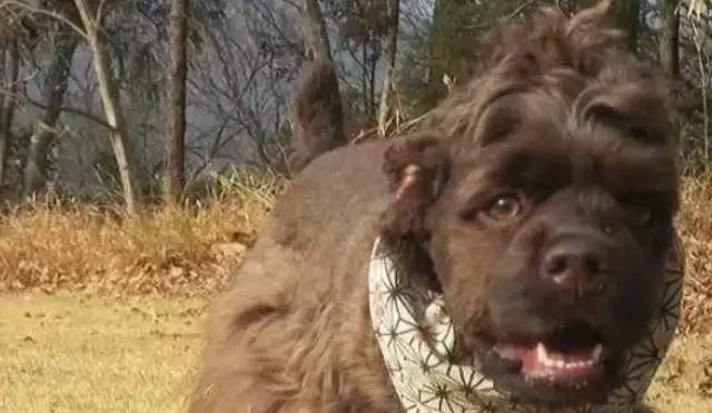 In the United States, the bulldog bits are out of date, and a sheep-headed dog is the first