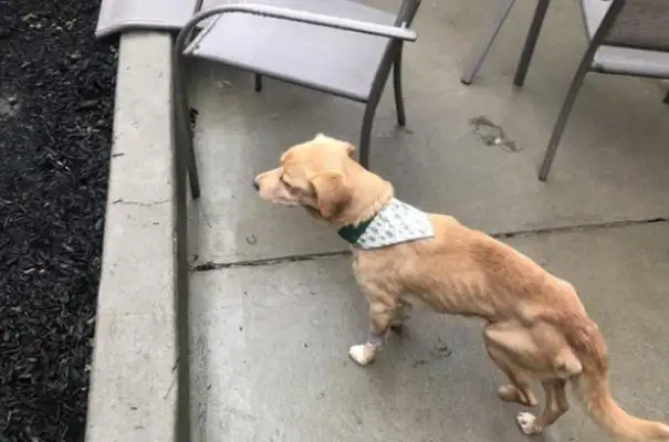 Open your eyes in the morning and there's a dog in the house! Look at your dog