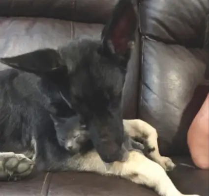 We got a new cat on the Internet, but we think we got a pet for the dog
