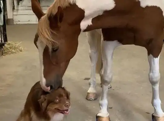 Cross-racial friendship between a horse and a dog: touched by a horse's head, a shepherd's dog is so happy to laugh