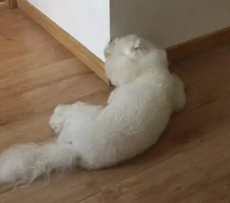 Dogs tear down walls every day, as if they had a grudge against their master, leaving them homeless