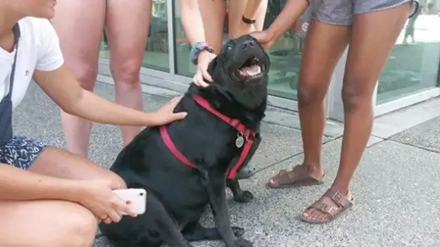 The dog took the bus out on his own, and it went red