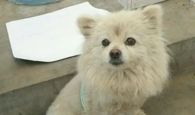 The stray dogs are abandoned in the neighborhood, from high-toes to displacement