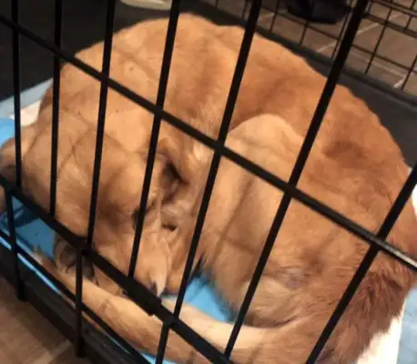 Open your eyes in the morning and there's a dog in the house! Look at your dog