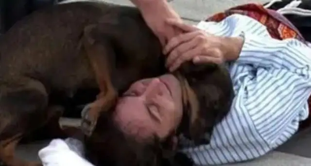 Street performers suddenly fell down and warmed up their dogs to the camp. Help
