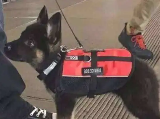 It's the first time a police dog's been on duty, he's pissed his pants