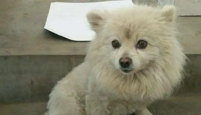The stray dogs are abandoned in the neighborhood, from high-toes to displacement