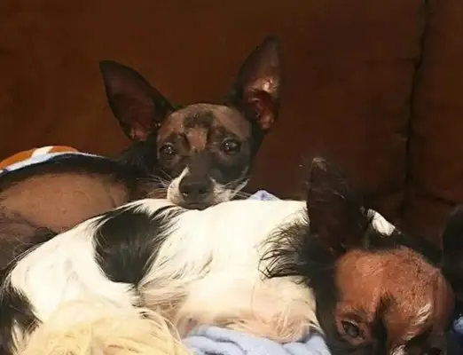 Dogs are born bald and abandoned, super-hot Brother Wang is sick, dog: not alone with you