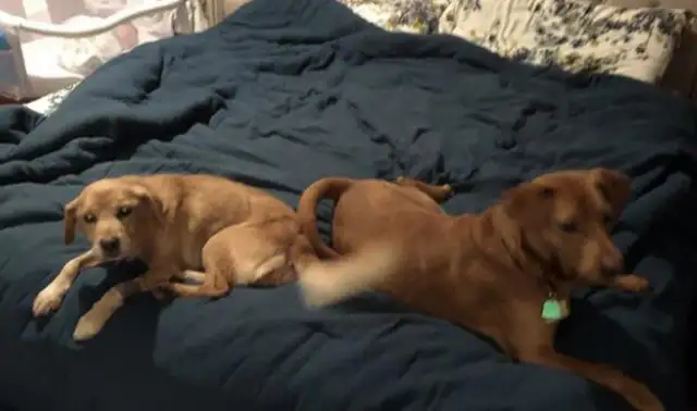 Open your eyes in the morning and there's a dog in the house! Look at your dog