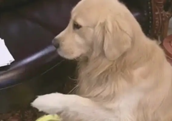 The dog pees at home, the master is upset to understand, and the golden hair is afraid of being strangulated to emphasize the murderer