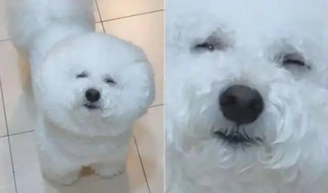 The dog wakes up at night to eat
