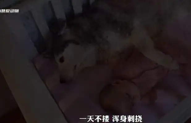 I can't believe the dog took care of the baby;