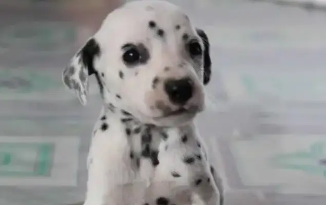 The dot dog gave birth to 18 babies for more than 10 hours