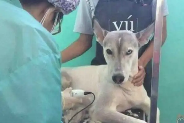 Take the dog to the pet store and shave it. Gas