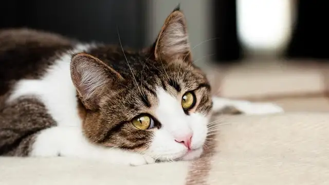 Cat diarrhoea: causes and treatment