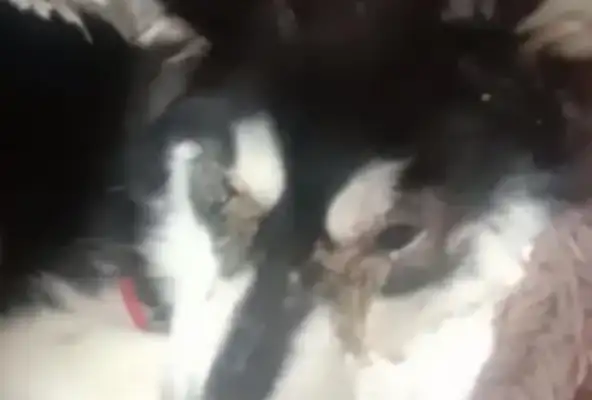Haskit got a dog plague, was thrown by the owner by the trash can, his mouth tied and he couldn't call for help