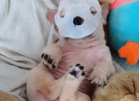 Dogs live their lives as rich people, they learn to wear masks every day