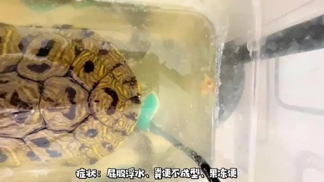 How do you treat the tortoise? Look at this blogger's success
