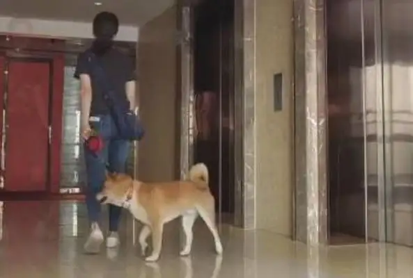 The master can't take the elevator with the dog, just to take care of other people's feelings