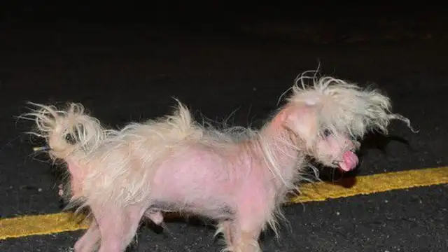 The good-hearted sister rescues the rag dog in the morning and makes a hundred dollars in cash. Workers