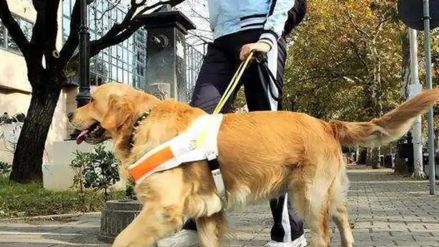 Service dogs are much more than guide dogs